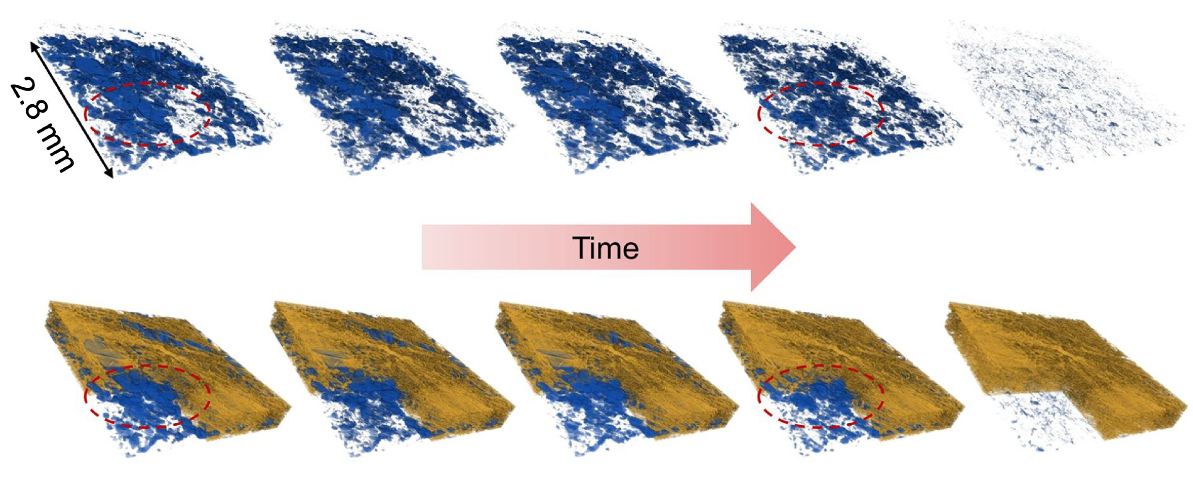 Water clusters in sample fuel-cell components shrink over time in this sequence of images, produced by a 3-D imaging technique known as micro X-ray computed tomography. The water clusters were contained in a fibrous membrane that was exposed to different temperatures. The mean temperature began at about 104 degrees Fahrenheit and was gradually increased to about 131 degrees Fahrenheit. The top side of the images was the hotter side of the sample, and the bottom of the images was the colder side. (Credit: Berkeley Lab)