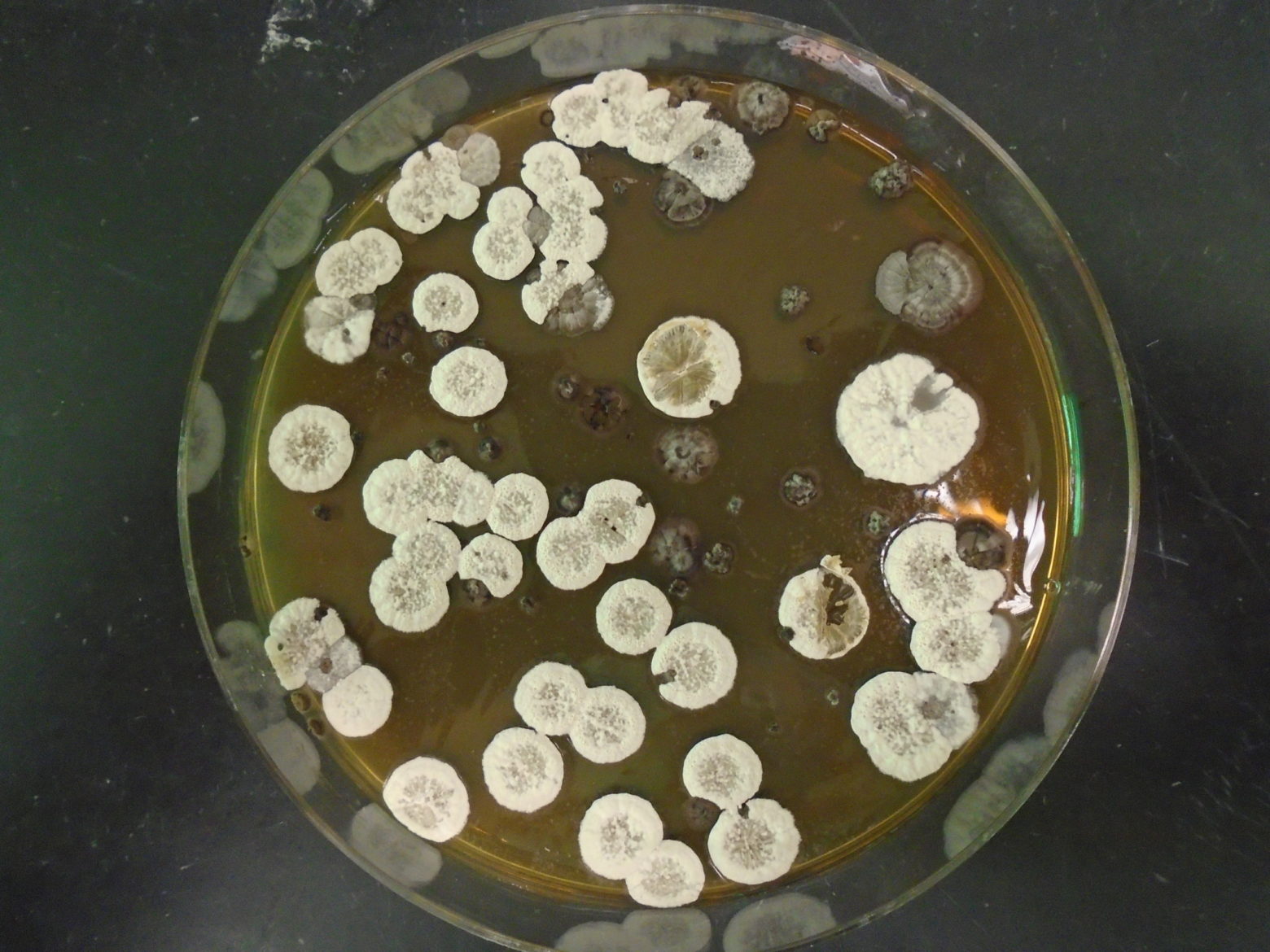 A culture of the Streptomyces bacteria that makes the jawsamycin. (Credit: Pablo Cruz-Morales)